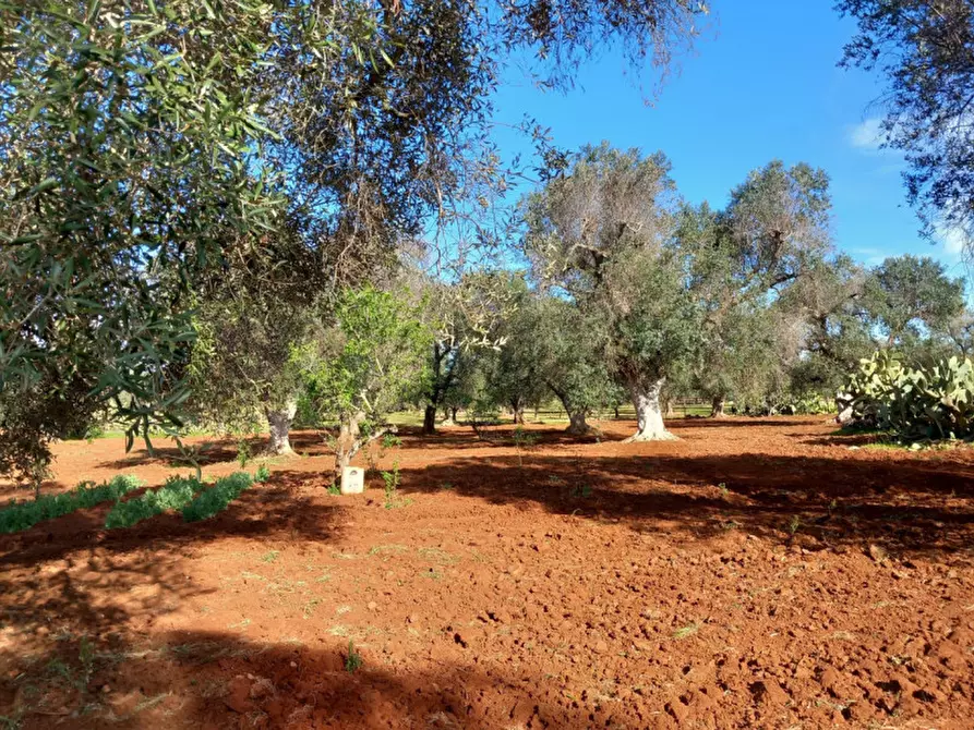 Immagine 23 di Rustico / casale in vendita  in C.da Sardella a San Michele Salentino
