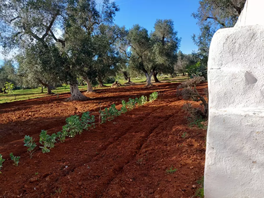Immagine 27 di Rustico / casale in vendita  in C.da Sardella a San Michele Salentino