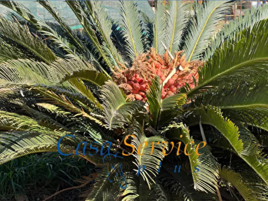 Immagine 7 di Terreno in vendita  in STRADA PROVINCIALE GALLIPOLI-CHIESANUOVA a Gallipoli