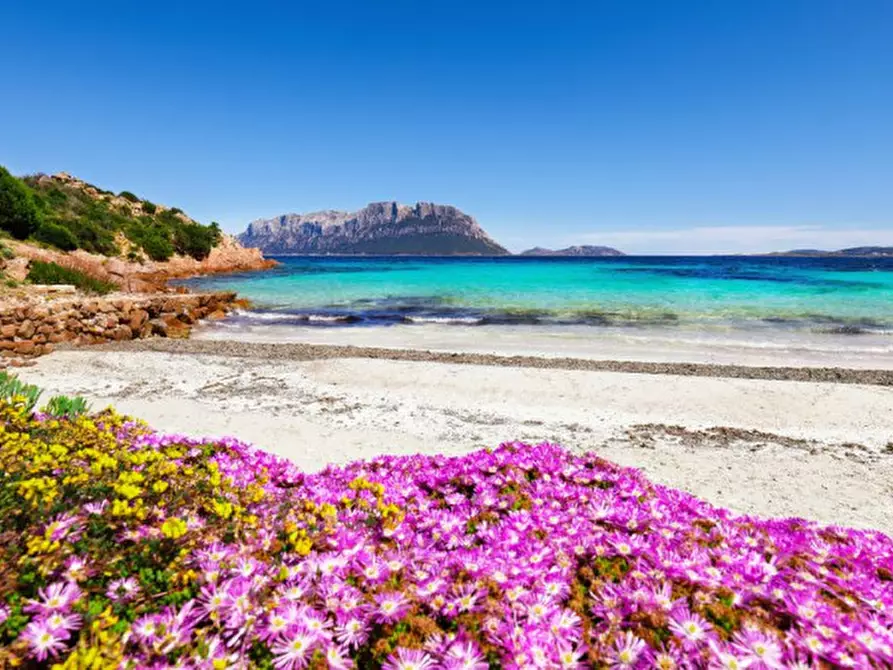 Immagine 22 di Appartamento in vendita  in via san simplicio a Olbia