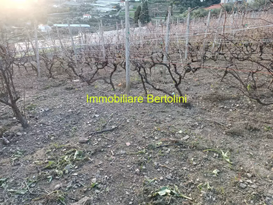 Immagine 8 di Terreno in vendita  in SAN BARTOLOMEO a San Remo