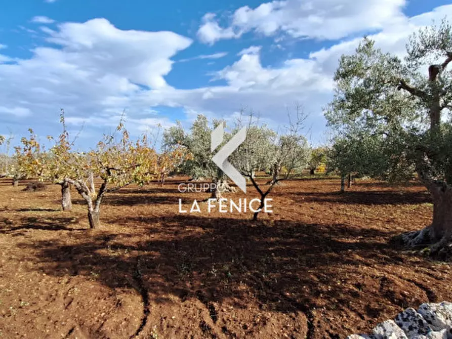 Immagine 13 di Rustico / casale in vendita  in contrada Maccarone a Locorotondo