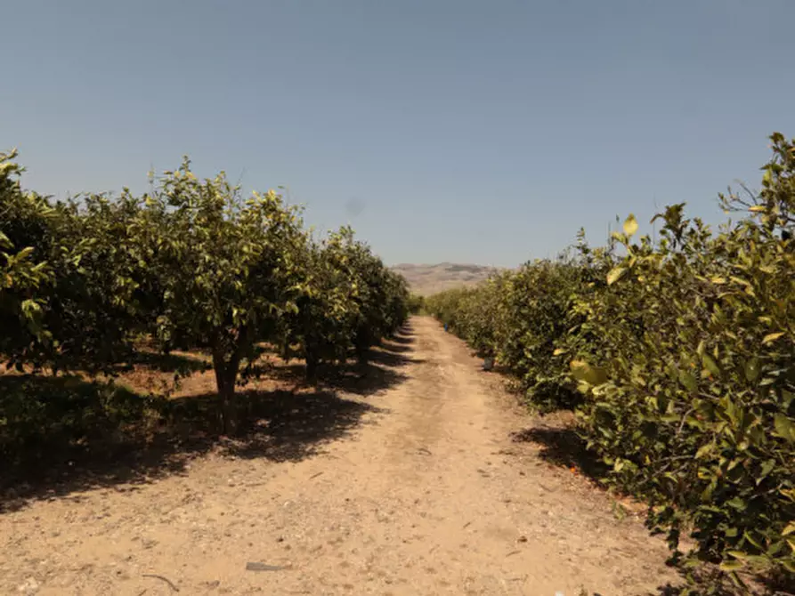 Immagine 10 di Terreno in vendita  in strada provinciale 132 a Palagonia