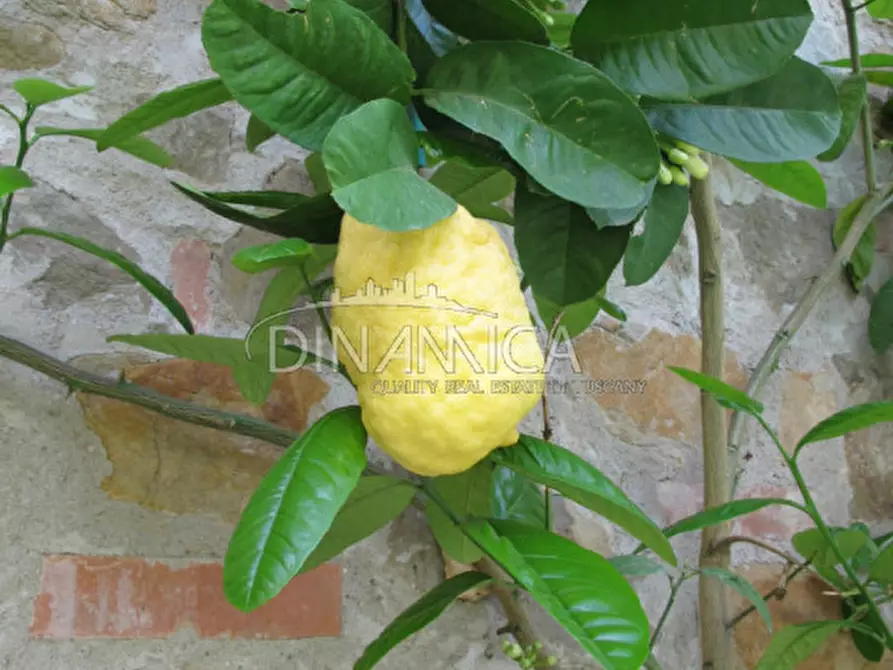 Immagine 10 di Rustico / casale in vendita  a Montecatini Terme