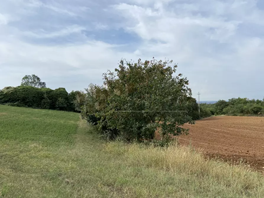 Immagine 3 di Terreno in vendita  a Lonigo