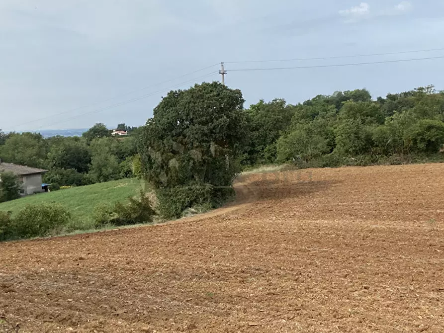 Immagine 4 di Terreno in vendita  a Lonigo