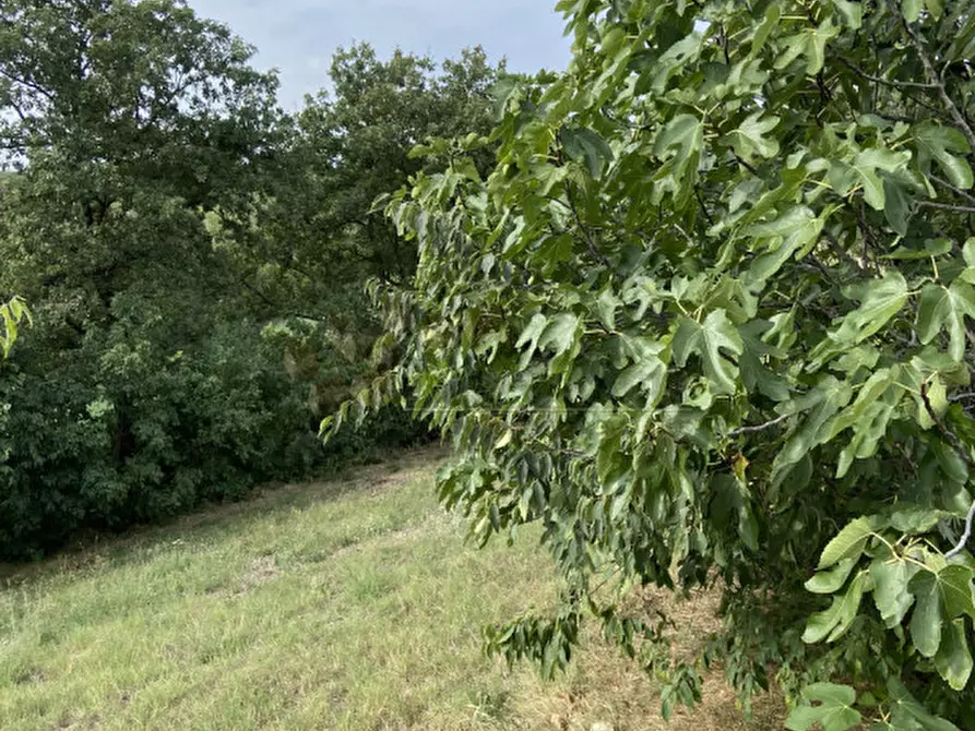 Immagine 7 di Terreno in vendita  a Lonigo