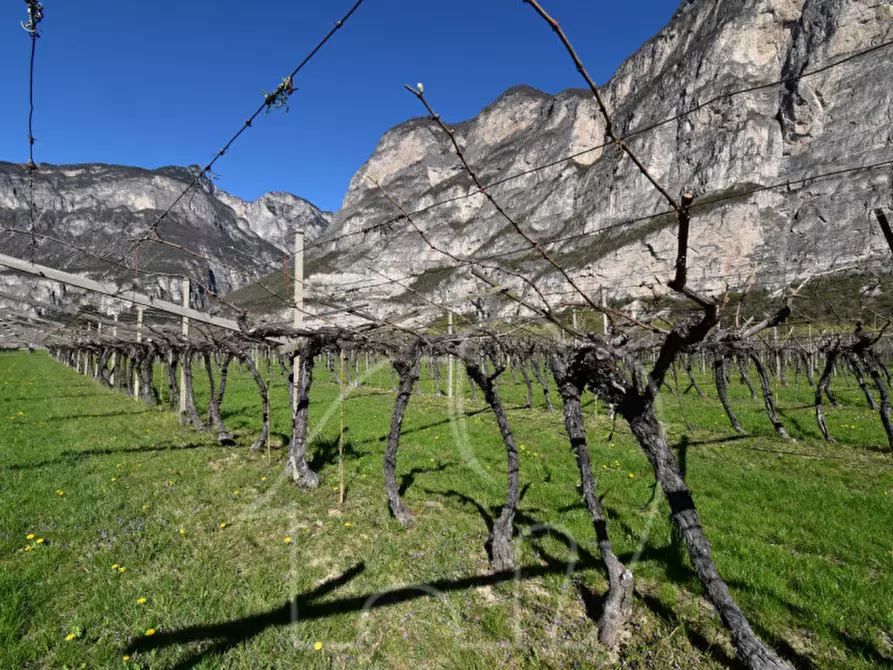 Immagine 6 di Terreno in vendita  a Roverè Della Luna