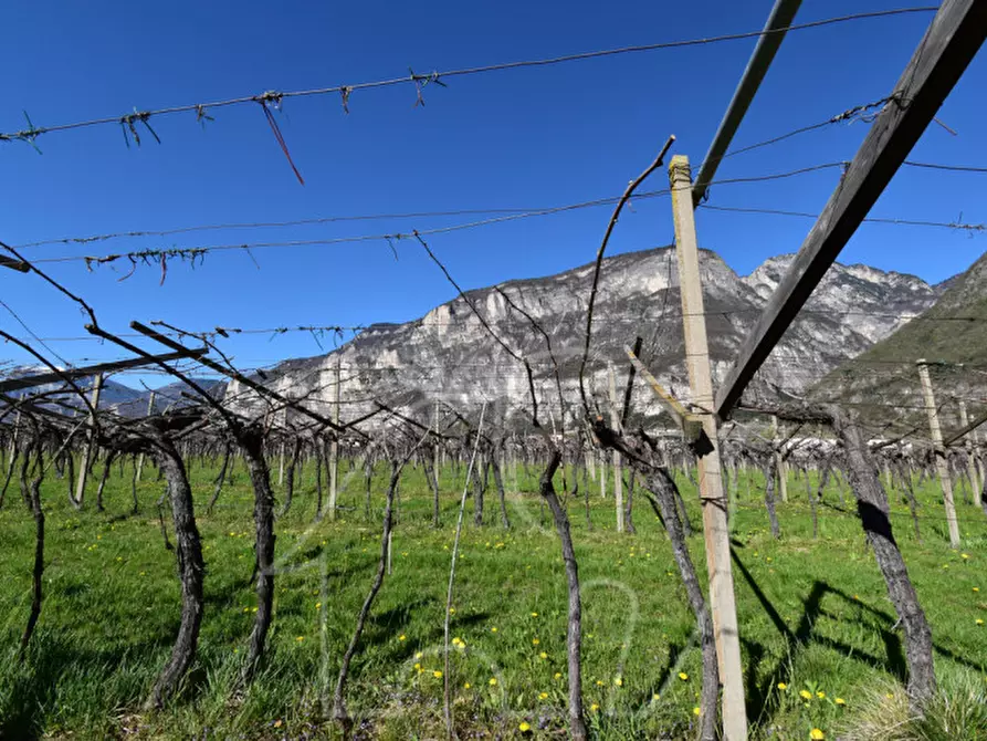 Immagine 8 di Terreno in vendita  a Roverè Della Luna