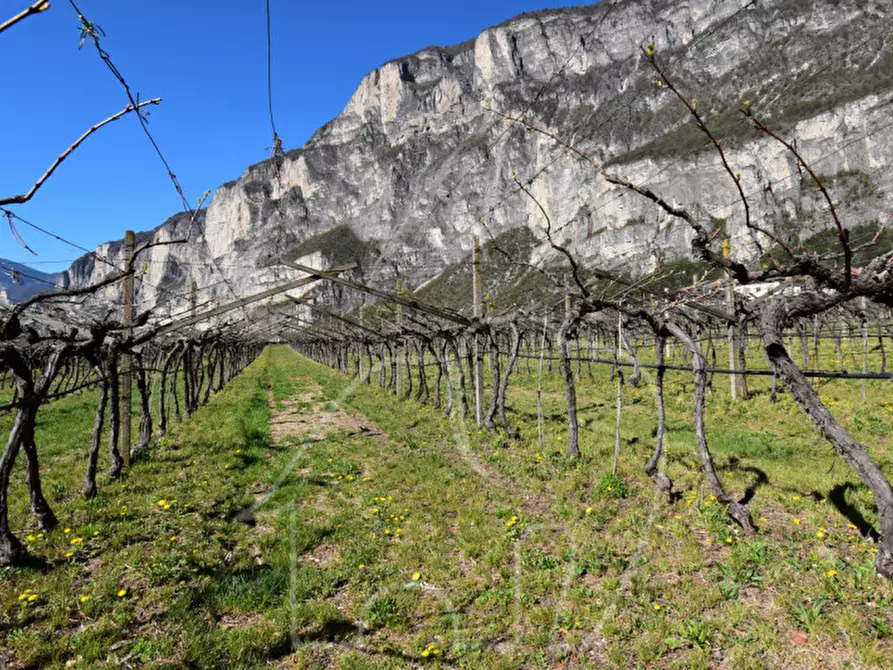 Immagine 11 di Terreno in vendita  a Roverè Della Luna