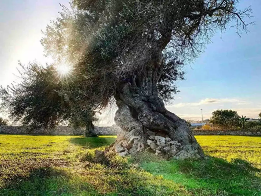 Immagine 35 di Rustico / casale in vendita  in GUYCA a Cisternino