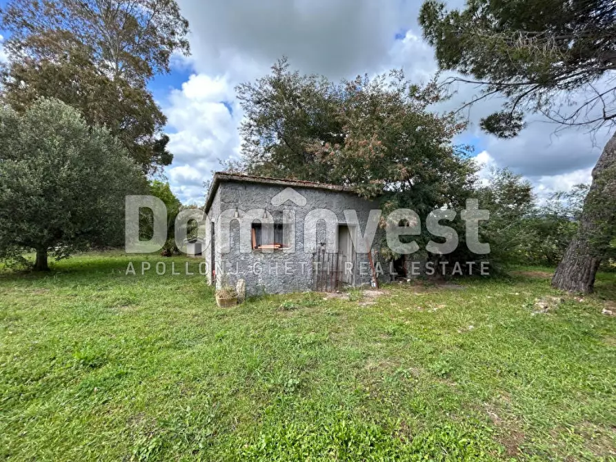 Immagine 18 di Rustico / casale in vendita  in PESCIA FIORENTINA a Capalbio