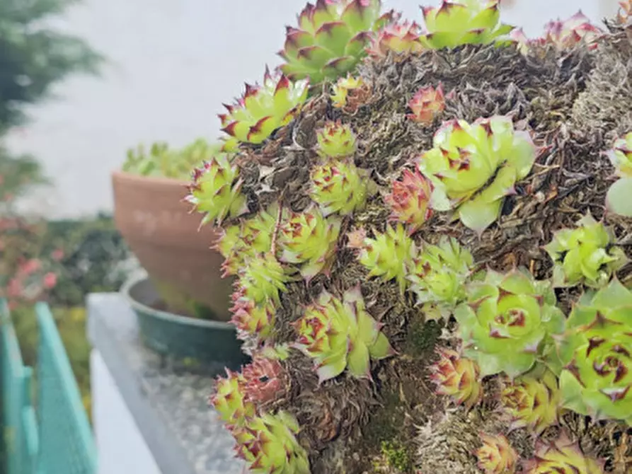 Immagine 31 di Casa indipendente in vendita  in Borgata Piano Prime Foglie a Rivara