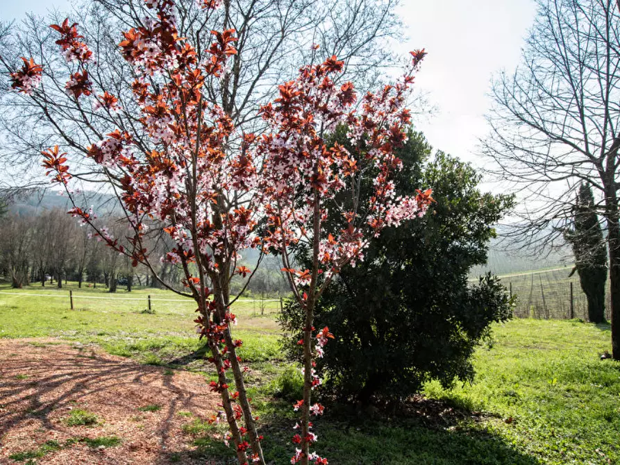 Immagine 23 di Terreno in vendita  a Verona