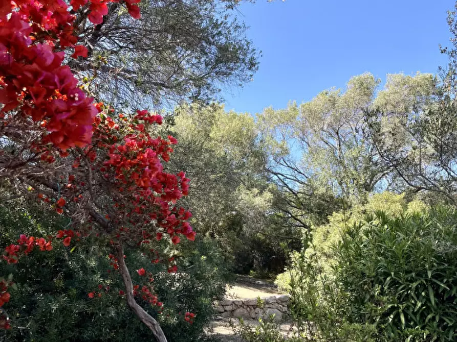 Immagine 50 di Villa in vendita  in via zara a Olbia