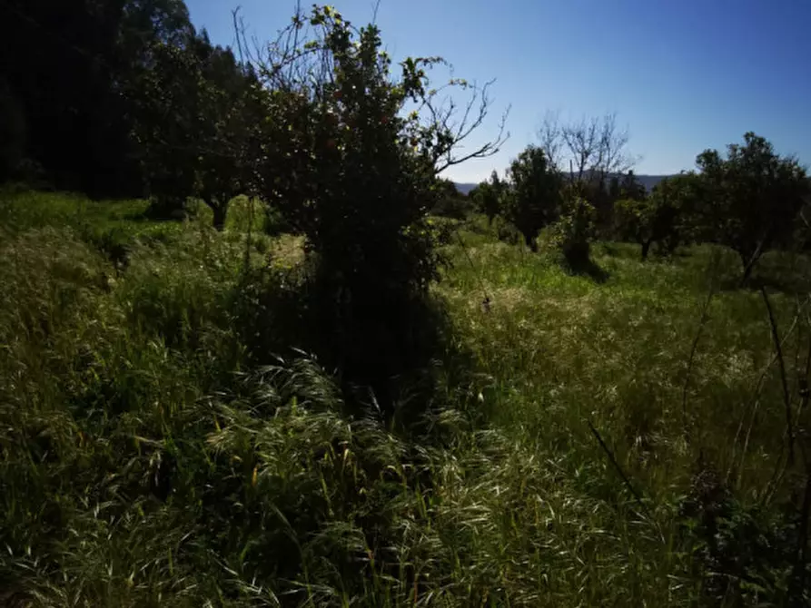 Immagine 7 di Terreno in vendita  a Girifalco