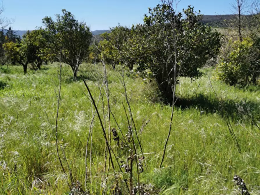 Immagine 8 di Terreno in vendita  a Girifalco