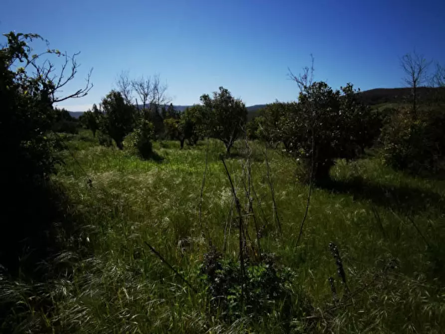 Immagine 11 di Terreno in vendita  a Girifalco