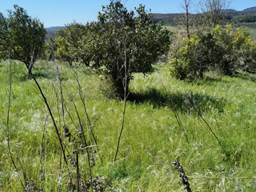 Immagine 12 di Terreno in vendita  a Girifalco