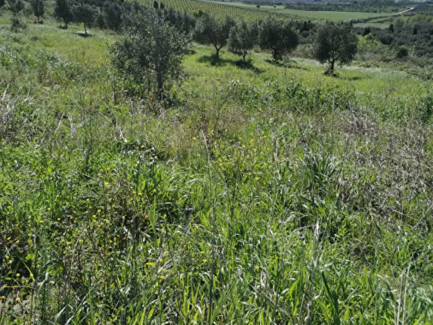 Immagine 33 di Terreno in vendita  a Girifalco