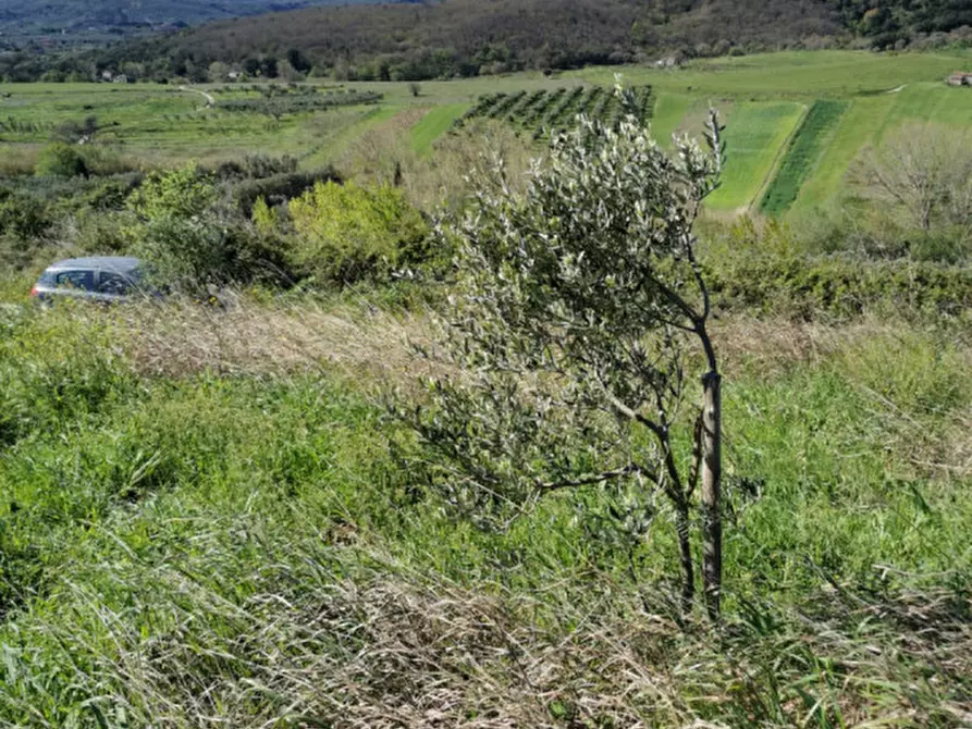 Immagine 35 di Terreno in vendita  a Girifalco