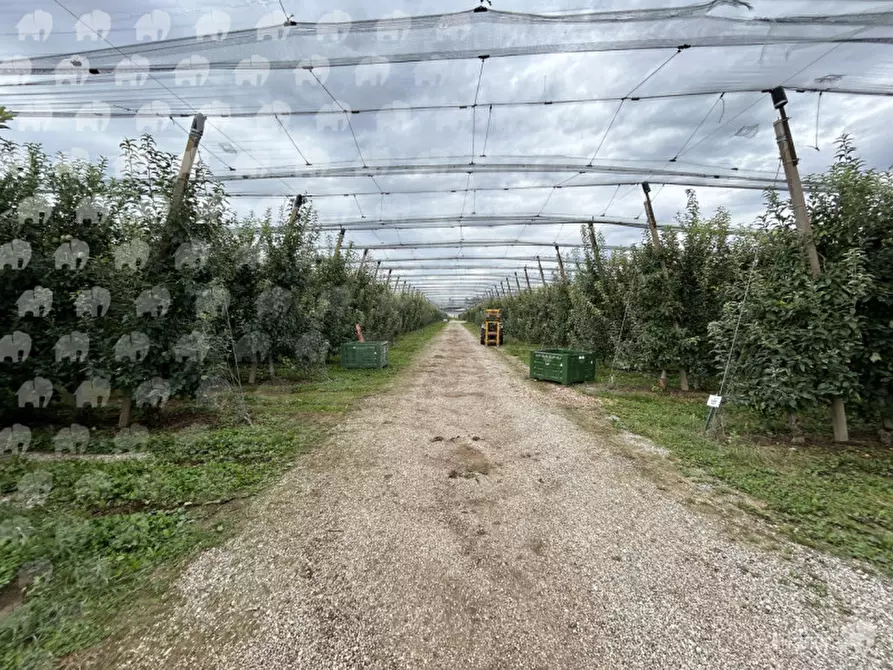 Immagine 3 di Casa indipendente in vendita  a Castions Di Strada