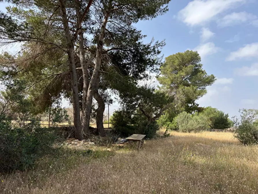 Immagine 6 di Terreno in vendita  in Via Vicinale Pigno a Matino