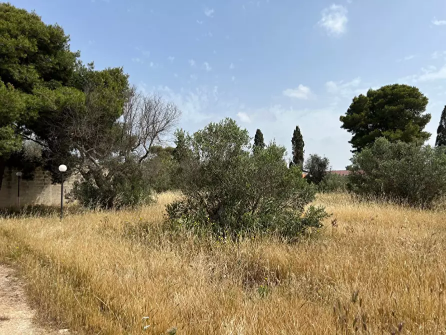 Immagine 9 di Terreno in vendita  in Via Vicinale Pigno a Matino