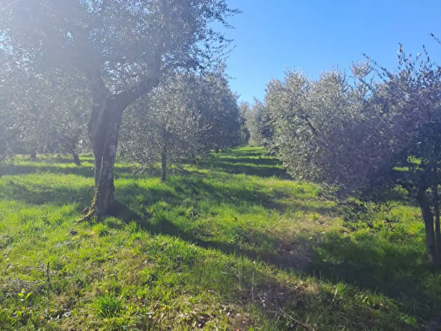 Immagine 3 di Terreno in vendita  in via capra a Polpenazze Del Garda