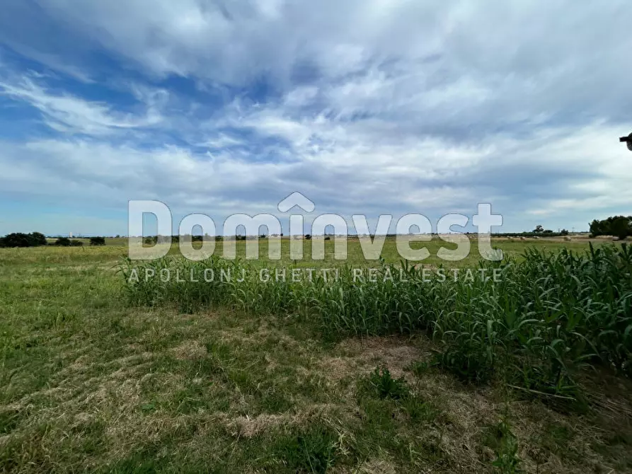 Immagine 6 di Rustico / casale in vendita  in Centro F a Capalbio