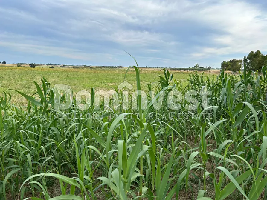 Immagine 9 di Rustico / casale in vendita  in Centro F a Capalbio