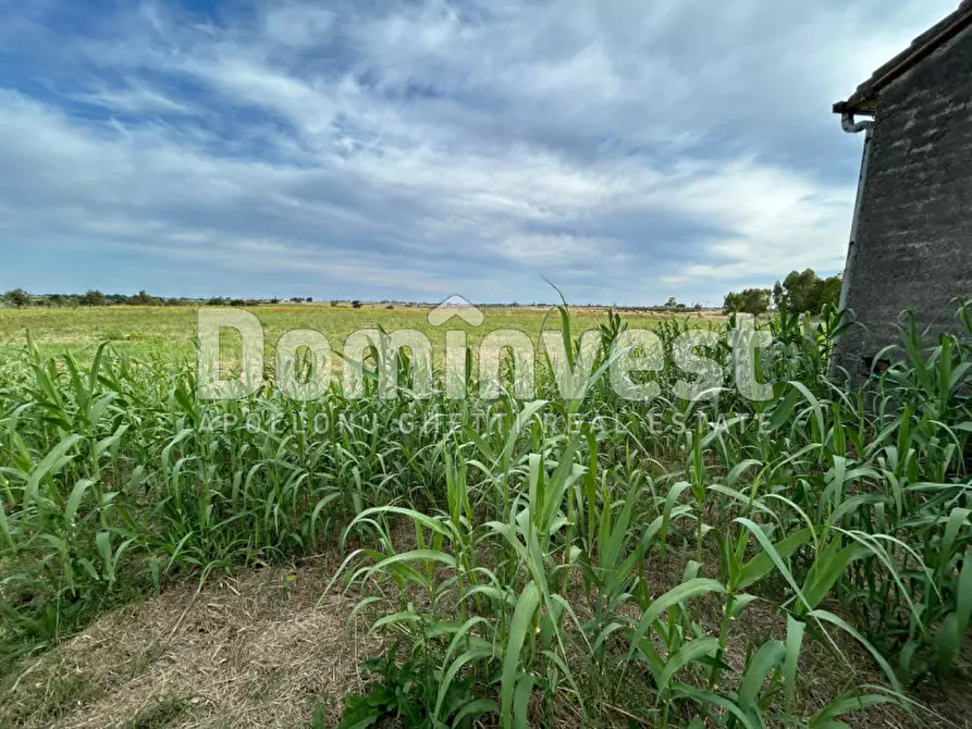 Immagine 11 di Rustico / casale in vendita  in Centro F a Capalbio