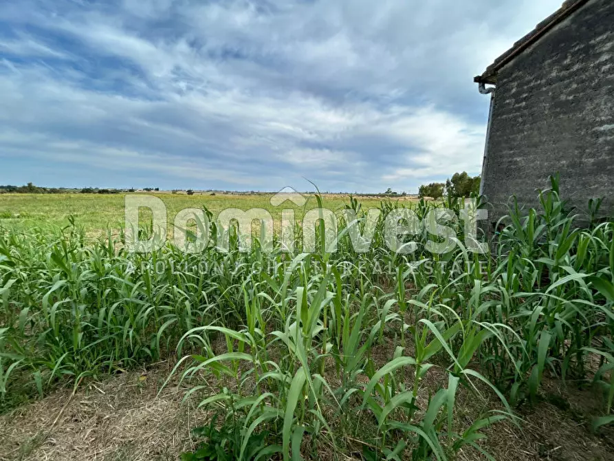 Immagine 13 di Rustico / casale in vendita  in Centro F a Capalbio