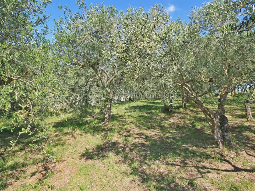 Immagine 25 di Rustico / casale in vendita  in centoia a Cortona