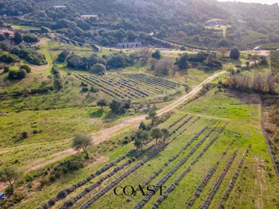 Immagine 5 di Terreno in vendita  in Loc. Moru a Arzachena
