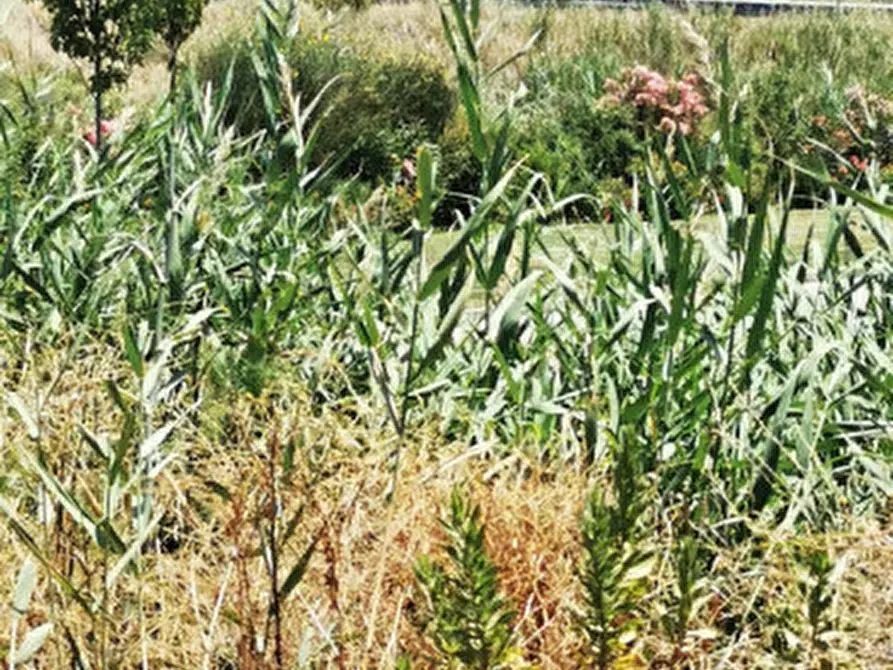 Immagine 15 di Attività commerciale in vendita  in germaneto a Catanzaro