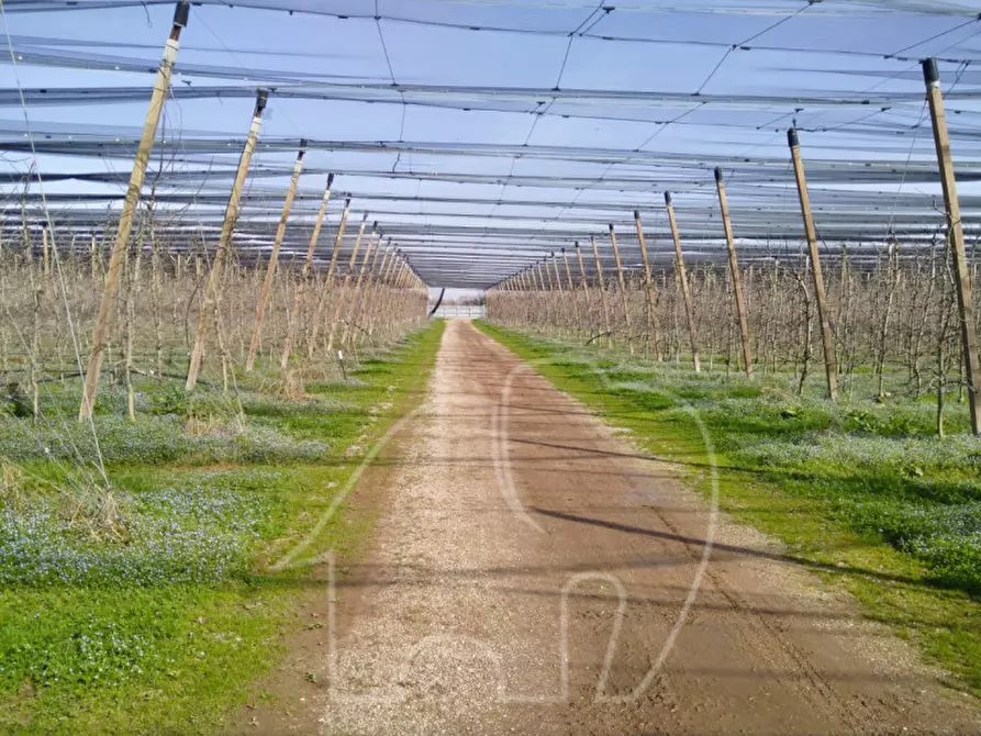 Immagine 8 di Terreno in vendita  in Azienda Agricola/Castions di Strada a Castions Di Strada