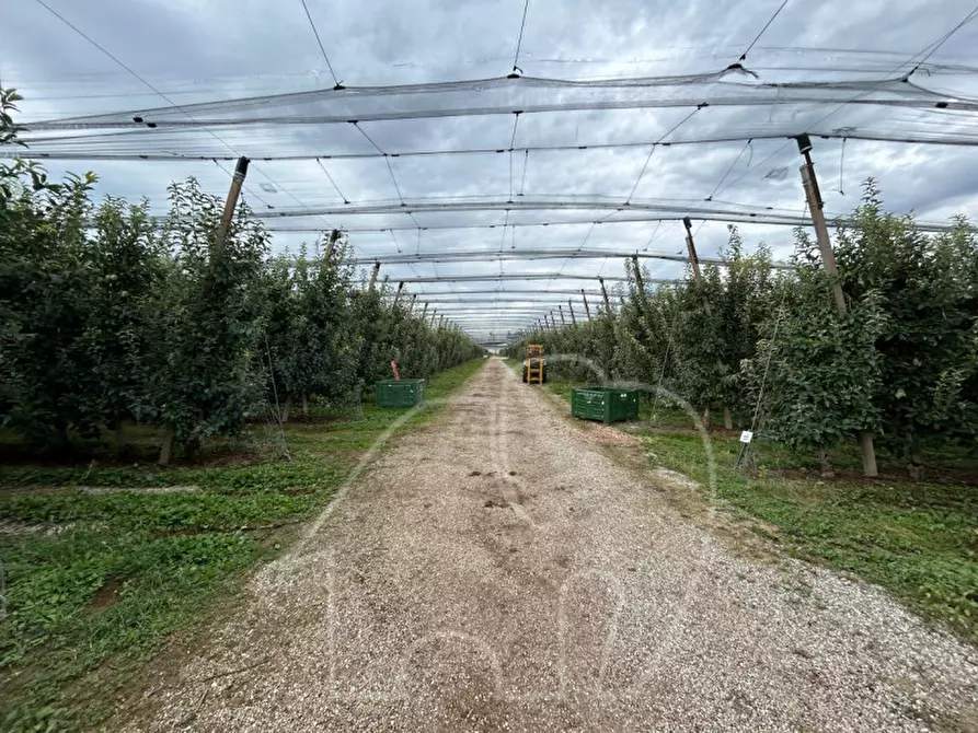 Immagine 9 di Terreno in vendita  in Azienda Agricola/Castions di Strada a Castions Di Strada