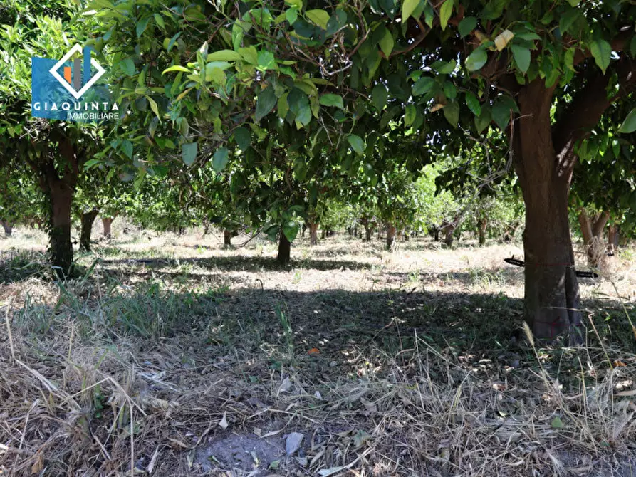 Immagine 3 di Terreno in vendita  in Contrada tenuta grande snc a Palagonia