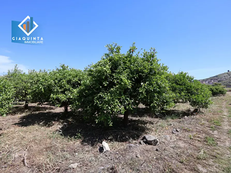 Immagine 6 di Terreno in vendita  in Contrada tenuta grande snc a Palagonia
