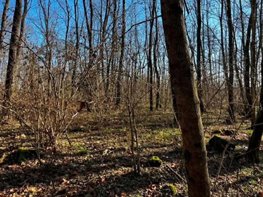 Immagine 4 di Terreno in vendita  in Sernaglia della Battaglia a Sernaglia Della Battaglia