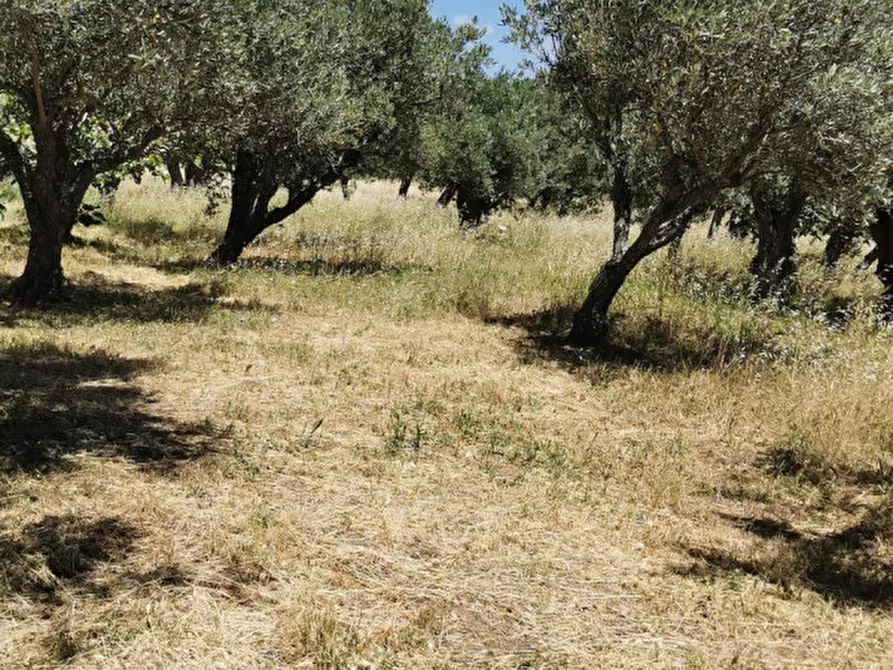 Immagine 6 di Terreno in vendita  in via galiani a Catanzaro