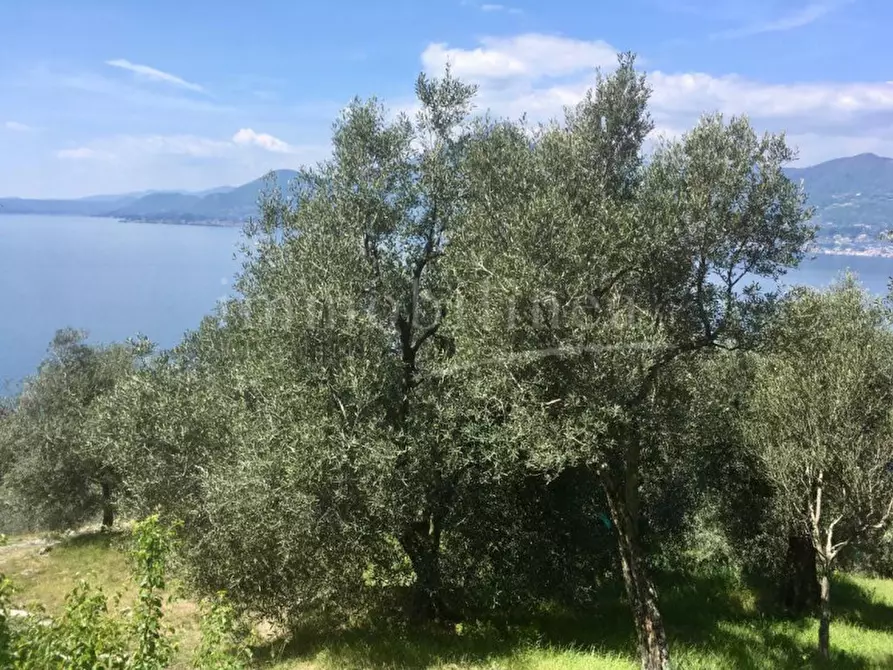 Immagine 3 di Terreno in vendita  in Via per Ca' Tronconi a Torri Del Benaco
