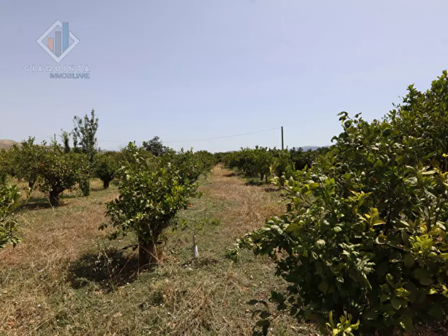 Immagine 2 di Terreno in vendita  in contrada Passo Cantone snc a Mineo