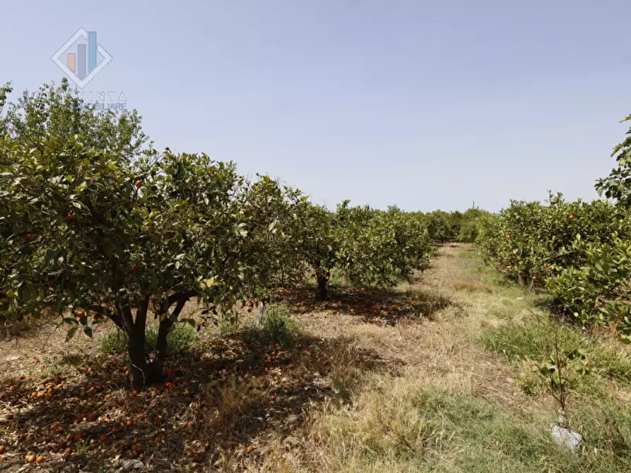 Immagine 3 di Terreno in vendita  in contrada Passo Cantone snc a Mineo