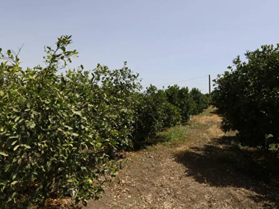 Immagine 4 di Terreno in vendita  in contrada Passo Cantone snc a Mineo