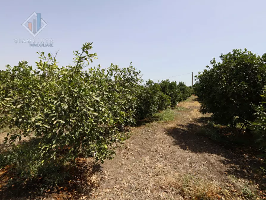 Immagine 5 di Terreno in vendita  in contrada Passo Cantone snc a Mineo