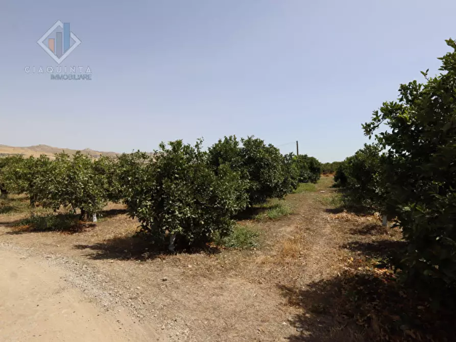 Immagine 6 di Terreno in vendita  in contrada Passo Cantone snc a Mineo