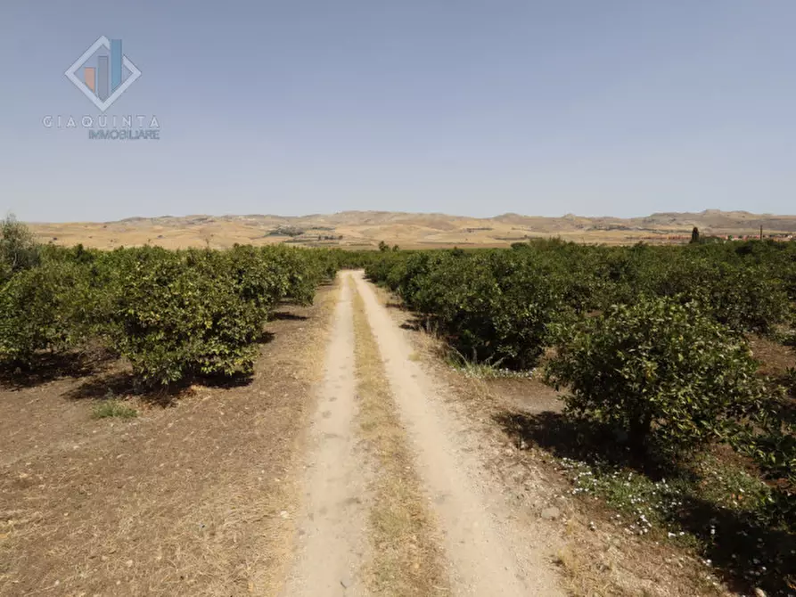 Immagine 7 di Terreno in vendita  in contrada Passo Cantone snc a Mineo