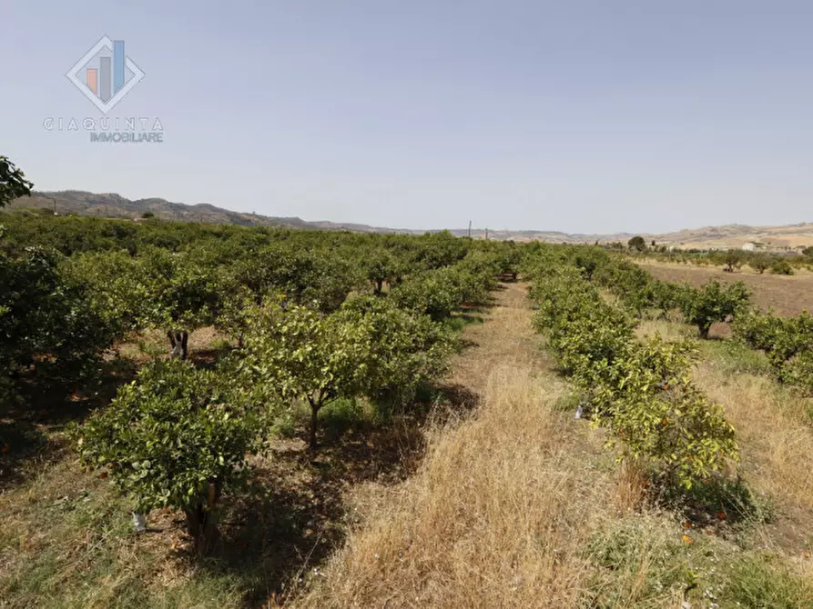 Immagine 9 di Terreno in vendita  in contrada Passo Cantone snc a Mineo